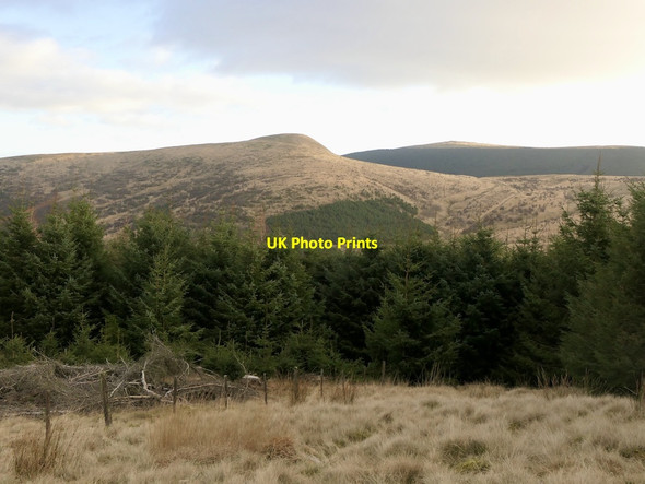 Photo 6"x4" Plantations, Bald Hill Frandy Burn c2022
