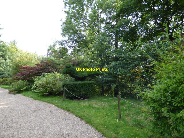Photo 6"x4" Peacock topiary Bronygarth c2016