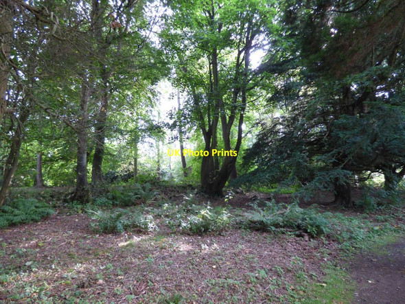 Photo 6"x4" The Pleasure Ground Wood Bronygarth c2016