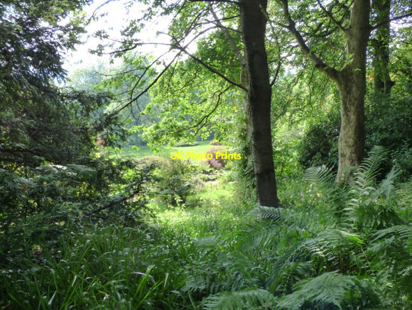 Photo 6"x4" A woodland glade Bronygarth c2016 P1