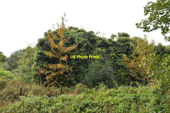 Photo 6"x4" Castle Caldwell Belleek c2021