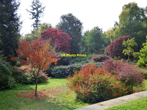 Photo 6"x4" Acers in the Shrub Border Bronygarth c2016