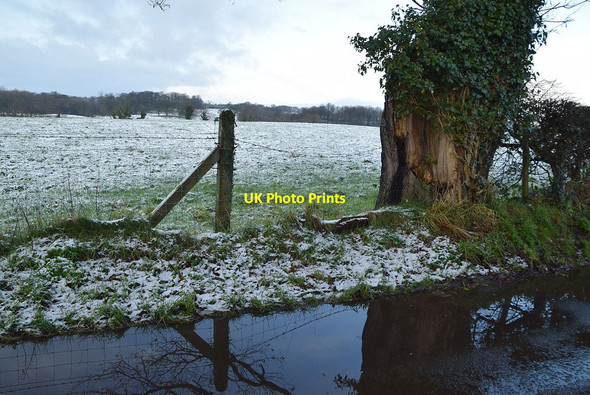 Photo 6"x4" Mountjoy Forest East Division Mountjoy\/H4277 c2022