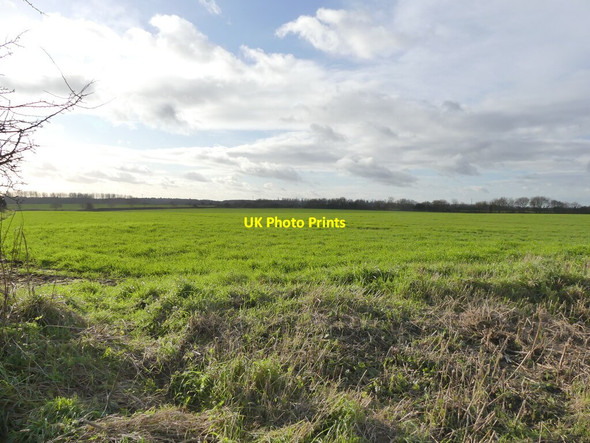 Photo 6"x4" Winter Cereal Crop Frogshall c2022