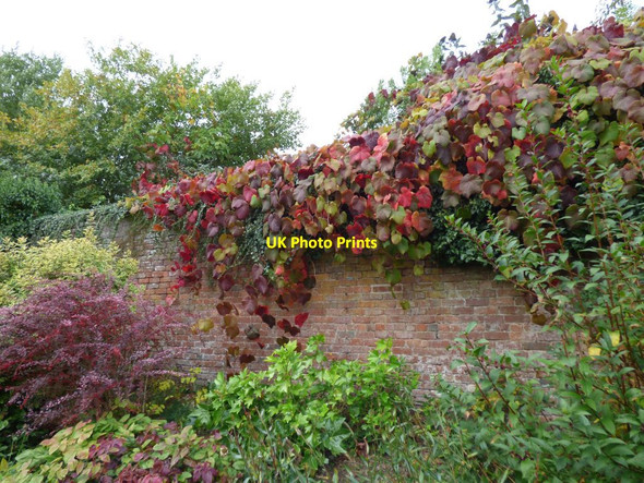 Photo 6"x4" Virginia Creepr on the wall of the Walled Garden Croft\/SO4565 c2016