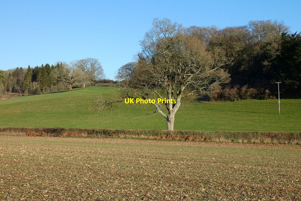 Photo 6"x4" Farmland, East Tisted Charlwood\/SU6731 c2022