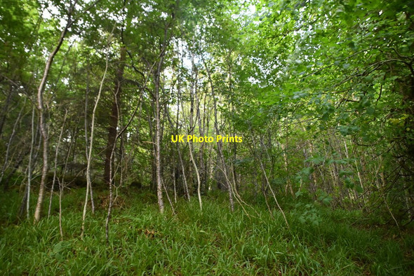 Photo 6"x4" Woodland, Golspie Burn Backies\/NC8302 c2021