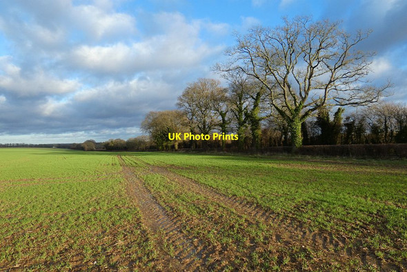 Photo 6"x4" Farmland, West Meon Bailey Green c2022
