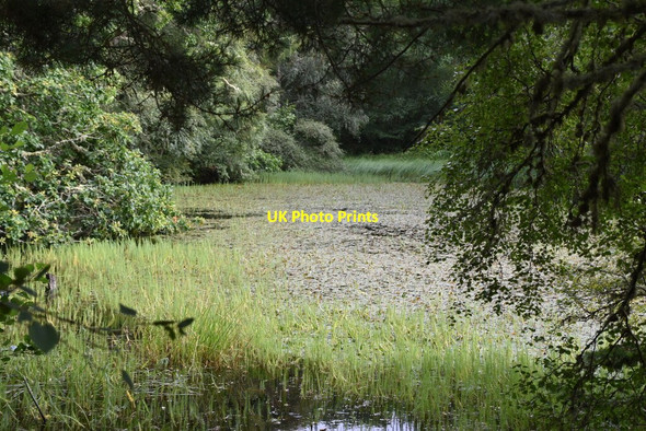 Photo 6"x4" Lake vegetation Backies\/NC8302 c2021