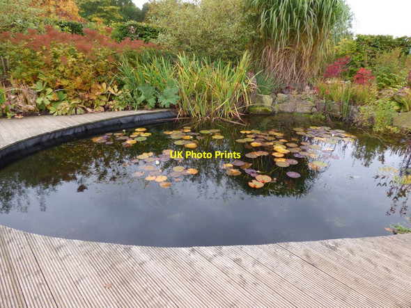 Photo 6"x4" Lily pond Harrogate c2016