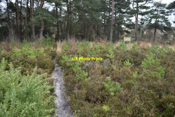 Photo 6"x4" Path at the entrance to Lions Hill St Leonards\/SU1103 c2022