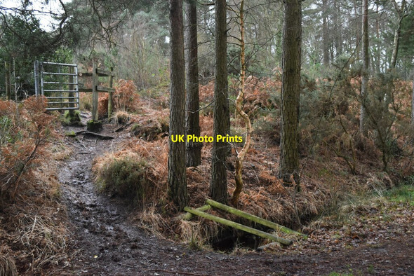 Photo 6"x4" Gate into Lions Hill Ashley Heath\/SU1104 c2022