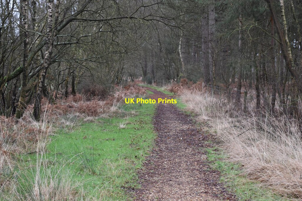 Photo 6"x4" Path into West Moors Plantation Woolsbridge c2022