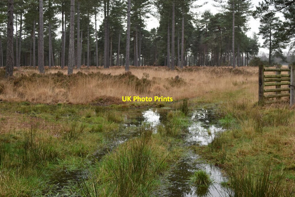 Photo 6"x4" Saturated ground at West Moors West Moors c2022