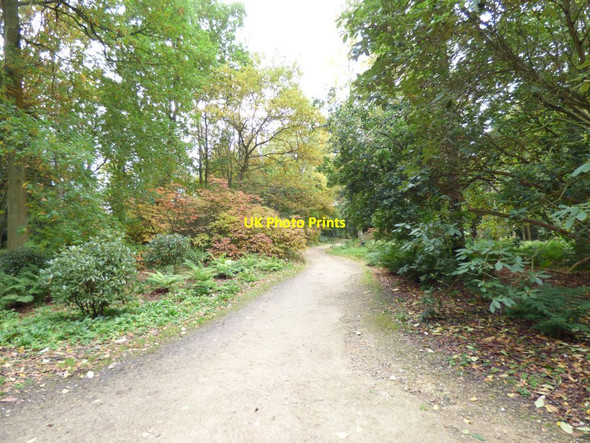 Photo 6"x4" Path through the garden Harrogate c2016