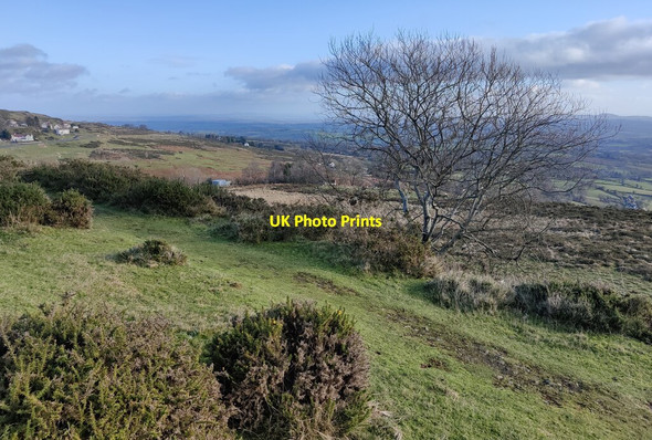 Photo 6"x4" Tree at Cleehill Cleehill c2022
