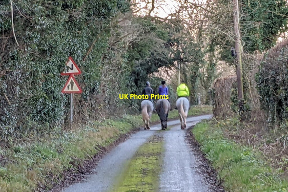 Photo 6"x4" Horses on Watery Lane (Yarkhill) Monkhide c2022