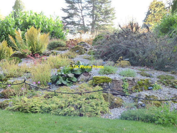 Photo 6"x4" Plants in the Limestone  pavement Harlow Carr c2016