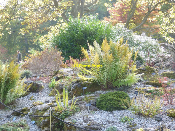 Photo 6"x4" Ferns in the Limestone pavement Harlow Carr c2016