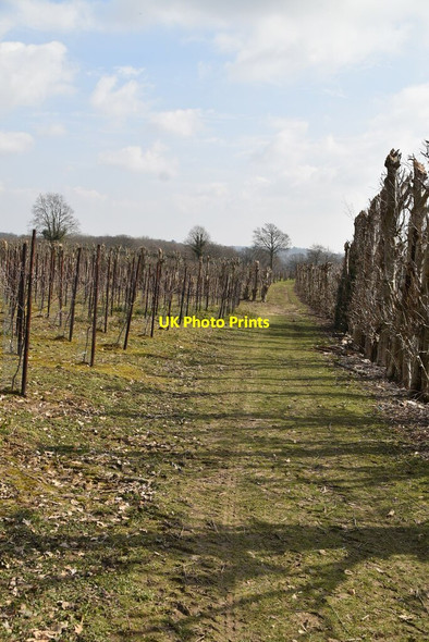 Photo 6"x4" Sussex Border Path through orchards High Street\/TQ7430 c2021