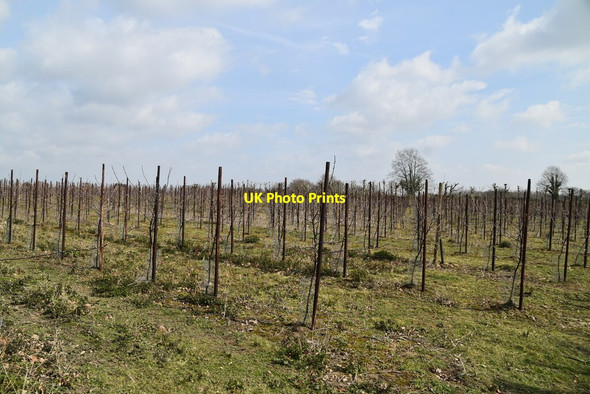 Photo 6"x4" Orchard by Sussex Border Path High Street\/TQ7430 c2021