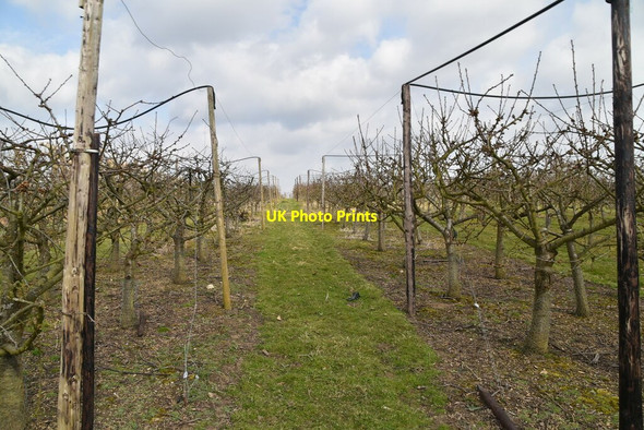 Photo 6"x4" Sussex Border Path through orchards High Street\/TQ7430 c2021