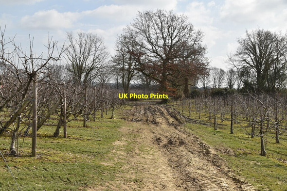 Photo 6"x4" Sussex Border Path through orchards High Street\/TQ7430 c2021