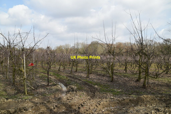 Photo 6"x4" Orchard by Sussex Border Path High Street\/TQ7430 c2021