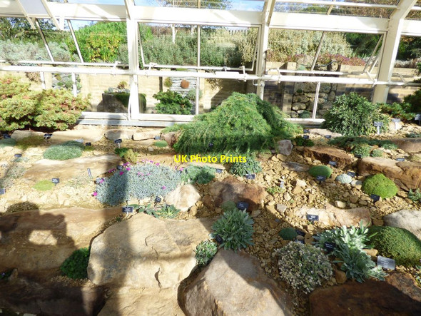 Photo 6"x4" Plants inside the Alpine House Harrogate c2016