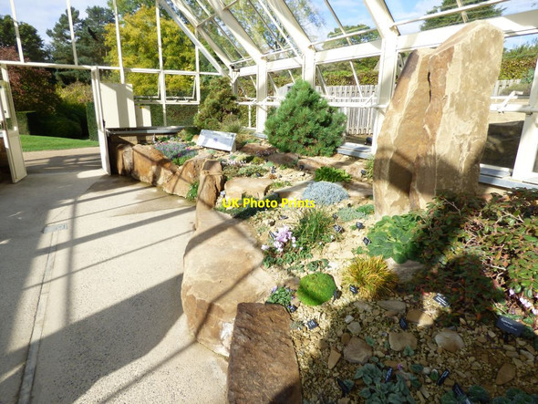 Photo 6"x4" Plants inside the Alpine House Harrogate c2016