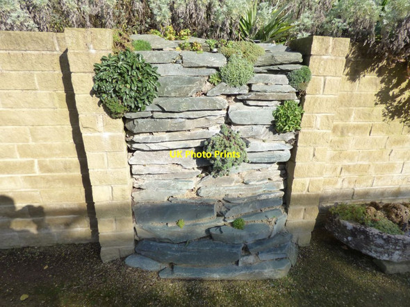 Photo 6"x4" Alpines grown in a vertical wall Harrogate c2016