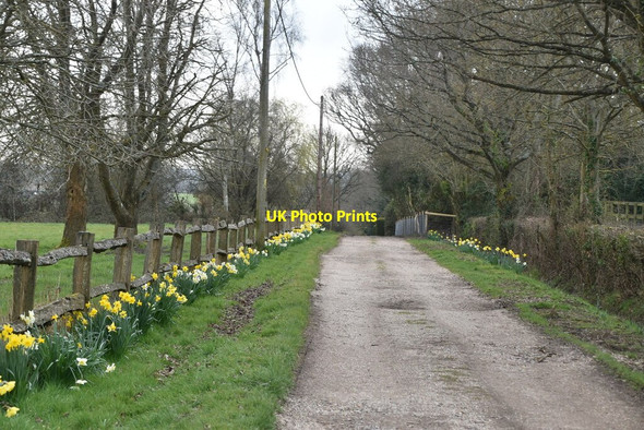 Photo 6"x4" Sussex Border Path Four Throws c2021