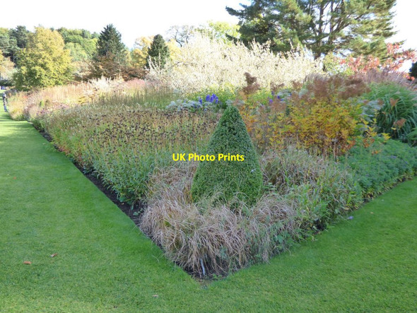 Photo 6"x4" Clipped conifer on the corner of a flower bed Harlow Carr c2016