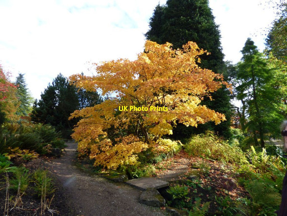 Photo 6"x4" Golden leaves in the border at Harlow Carr Harlow Carr c2016