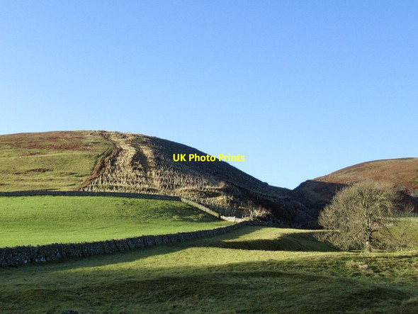 Photo 6"x4" Replanted woodland, Fleehope Fawcett Shank c2022