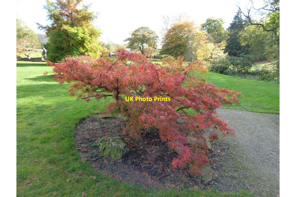 Photo 6"x4" Acer japonica in the old rock garden Harlow Carr c2016