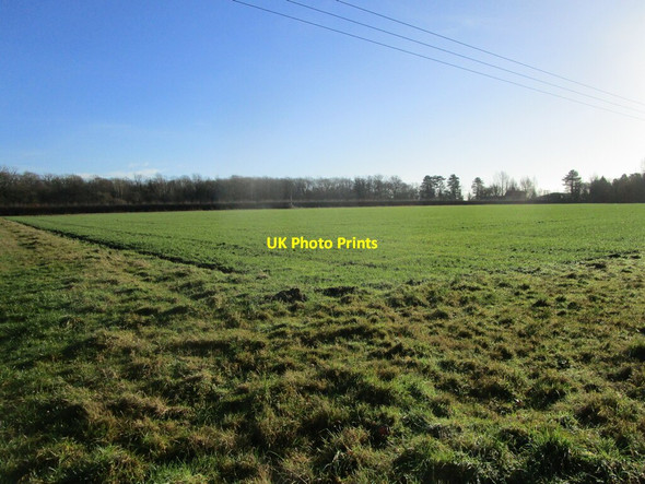Photo 6"x4" Autumn sown crop near Cloud Wood Breedon on the Hill c2022