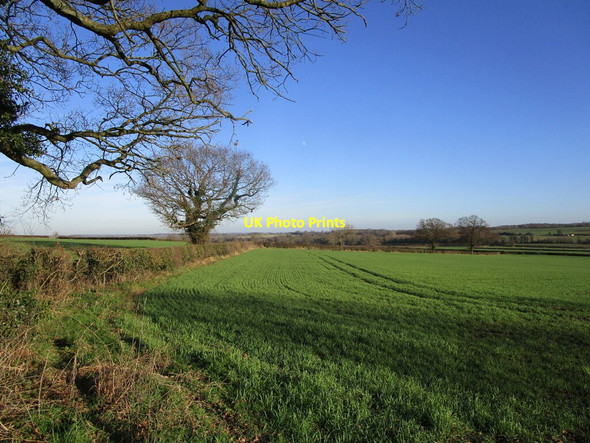 Photo 6"x4" Autumn sown crop off Snarrow's Road near Osgathorpe Osgathorpe c2022