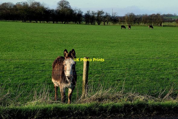 Photo 6"x4" Donkey, Ballykeel Sixmilecross c2022