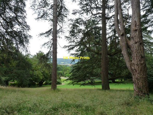 Photo 6"x4" Trees at the entrance to Tyntesfield Tyntesfield c2015