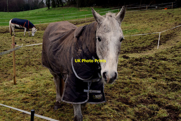 Photo 6"x4" Horse, Kiltamnagh Fintona c2022