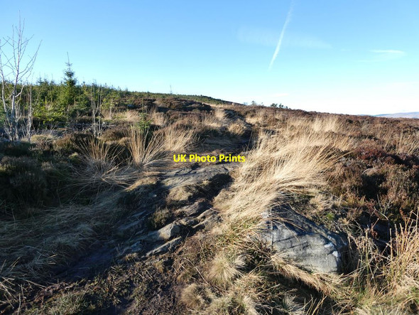 Photo 6"x4" Footpath to Ravens Heugh Great Tosson c2022