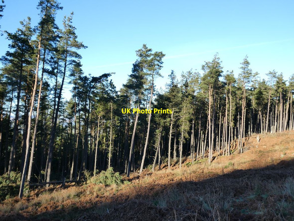 Photo 6"x4" Spindly conifers in Simonside Forest Great Tosson c2022