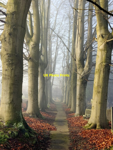 Photo 6"x4" Trees in St Peter's Churchyard, Kinver Kinver c2022