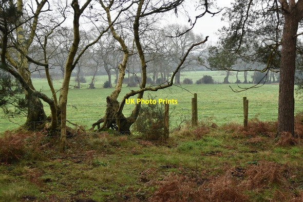 Photo 6"x4" View onto farmland east of Holt Heath Holt Heath\/SU0604 c2022