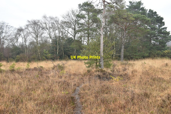 Photo 6"x4" Path towards Crooked Withies Farm Crooked Withies c2022