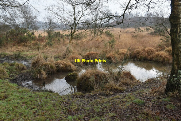 Photo 6"x4" Small pond south of Paradise Farmhouse Crooked Withies c2022