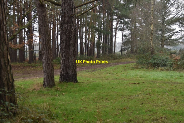 Photo 6"x4" Woodland fringe north of White Sheet Hill God's Blessing Green c2022