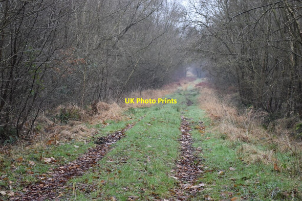 Photo 6"x4" Grassy track into Park Copse Ameysford c2022