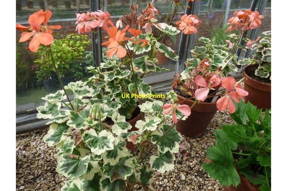 Photo 6"x4" Pelargonium Frank Headley Tyntesfield c2015